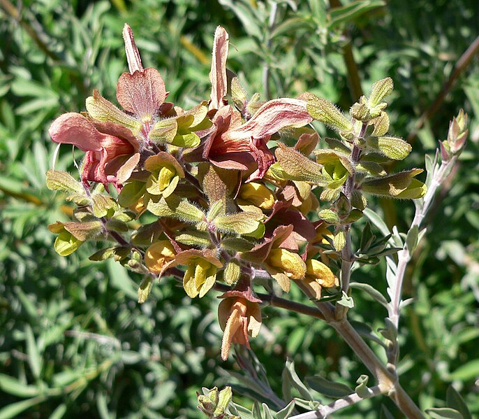 File:Salvia lanceolata 3.jpg