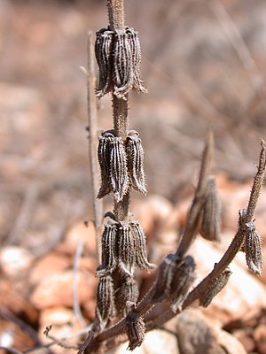 Salvia viridis.JPG