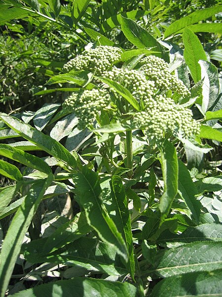 File:Sambucus ebulus 20080607 160522 Bizkaia 43p3460N 2p9968W.jpg