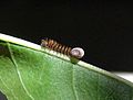 Hatching, with the egg still attached - on an almond leaf