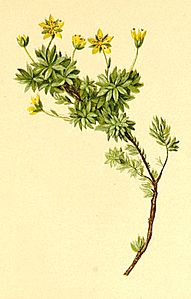 Saxifraga aphylla Atlas Alpenflora.jpg