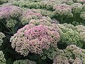 Pompás varjúháj (Sedum spectabile)