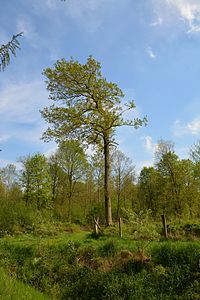 Schleswig-Holstein, Rosdorf, Landschaftschutzgebiet Waldfläche Wulfshorst NIK 6408.jpg