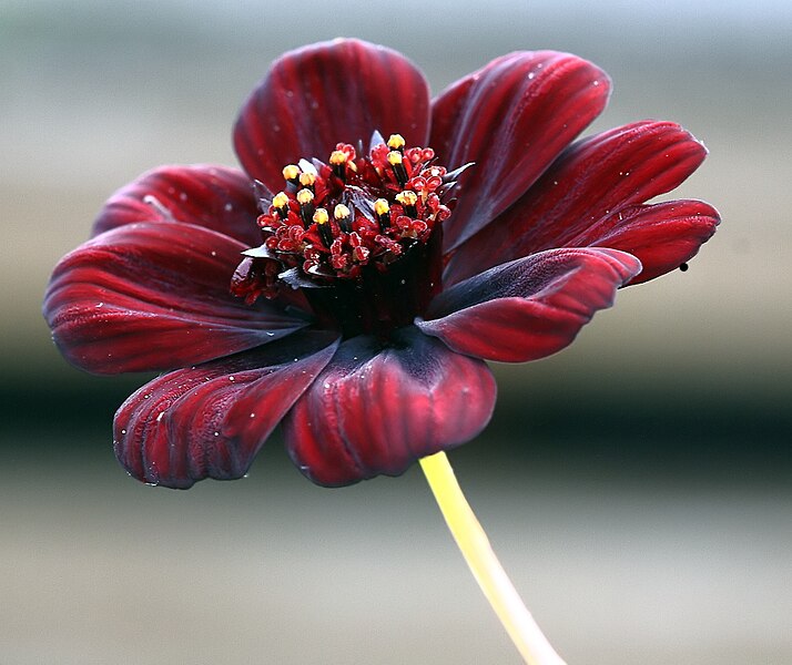 File:Schokoladen-Kosmee (Cosmos atrosanguineus) 7238.JPG