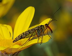 Panorpa meridionalis (female)