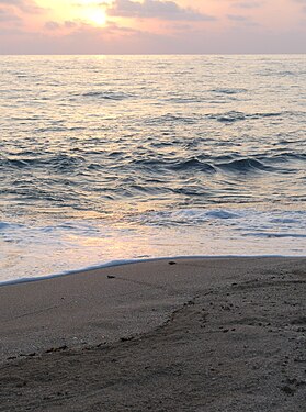 Sea turtle hatchlings at Lebanon's last virgin beach of Mansouri