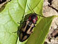 Selatosomus cruciatus (Linnaeus, 1758)