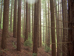 Sequoiascorona.JPG
