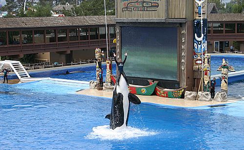 An orca performs as "Shamu" at SeaWorld San Diego