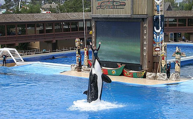 Kasatka, one of SeaWorld San Diego's nine killer whales, performs during a routine Shamu Adventure show.