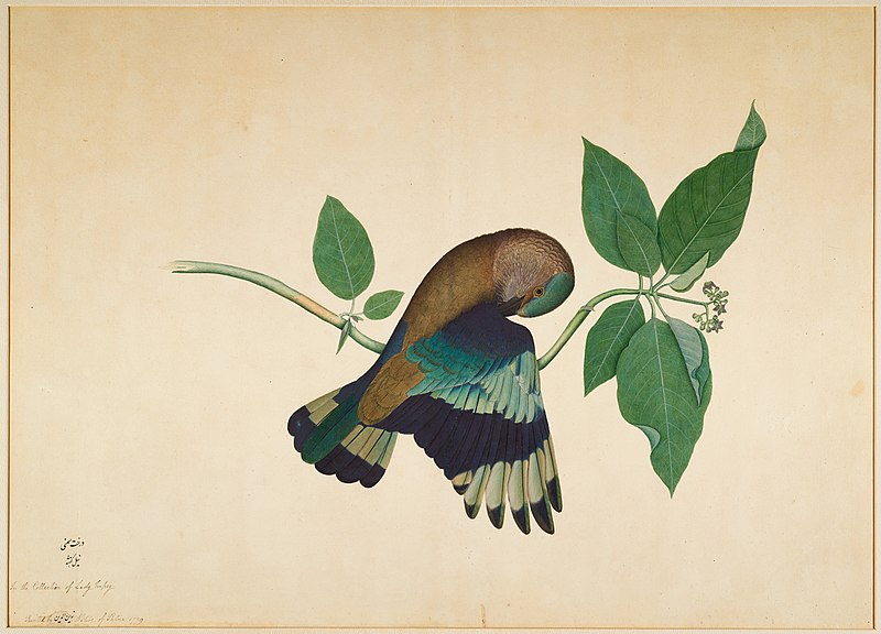 File:Sheikh Zain ud-Din - Indian Roller on Sandalwood.jpg