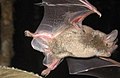Short-tailed bat by Hannah Edmonds.jpg