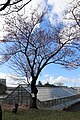 P287 修禅寺紅寒桜 Shuzenjibenikanzakura 全体の写真