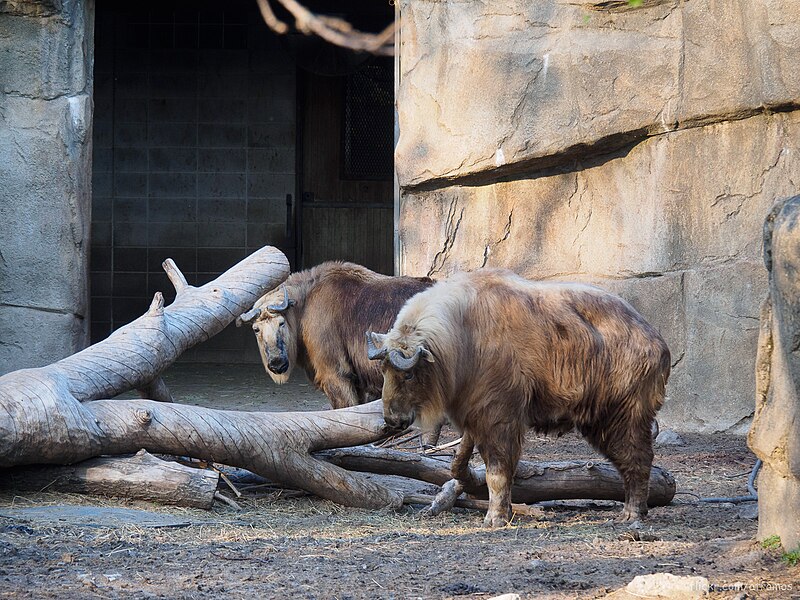 File:Sichuan takin, Lincoln Park Zoo (13971332808).jpg