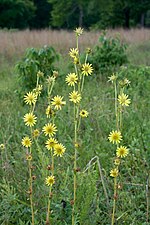 Thumbnail for Silphium laciniatum