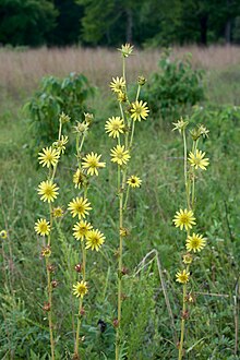 Silphium laciniatum Arkansas.jpg