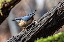 Sitta europaea -Kent, England-8.jpg