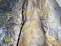 Visceral and parietal pleura. Deep dissection. Anterior view.