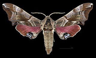 <i>Smerinthus kindermannii</i> Species of moth