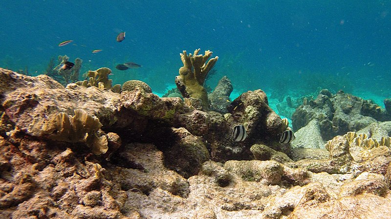 File:Snorkeling Karpata Reef, Bonaire (12841929245).jpg