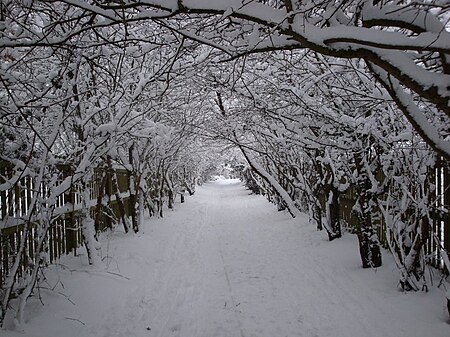 Fail:Snow in bushy park.JPG