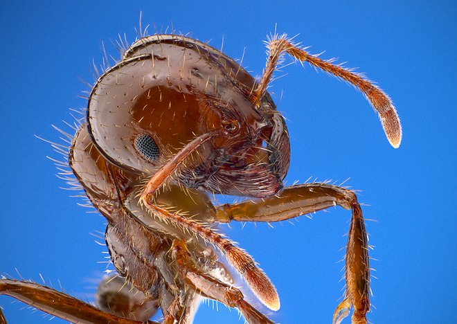 Closeup of a fire ant, showing fine sensory hairs on antennae