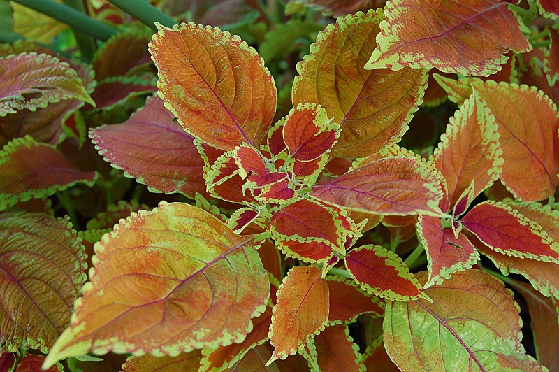 File:Solenostemon scutellarioides (Coleus x hybridus) 'Rustic Orange' Leaves 3008px.jpg