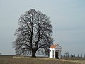 Kaple s památnou lípou