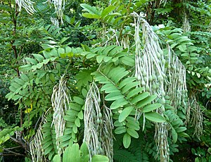 Sophora velutina subsp zimbabweensis, loof en peule, a, Manie vd Schijff BT.jpg