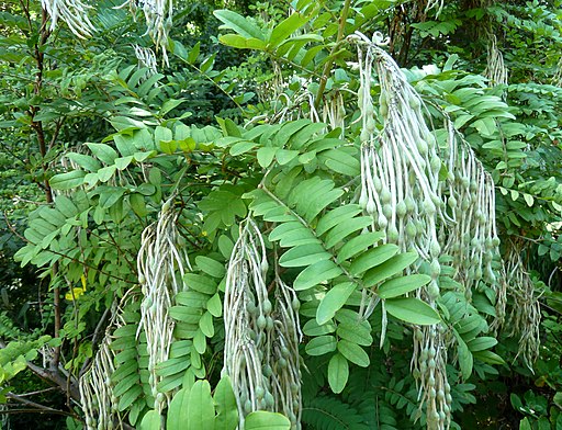 Sophora velutina subsp zimbabweensis, loof en peule, a, Manie vd Schijff BT