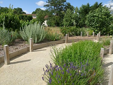 Sentier botanique de Soyaux Soyaux senteurs2.JPG