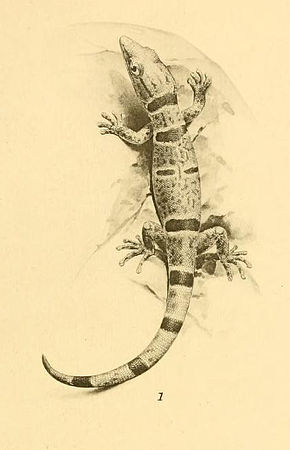 Bildebeskrivelse Sphaerodactylus lineolatus 01-Barbour 1921.jpg.