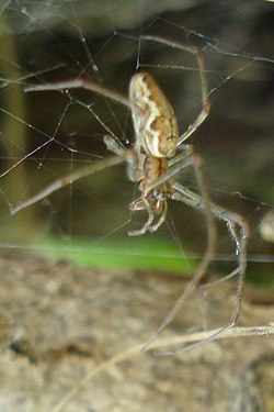 Spider (Araneae)