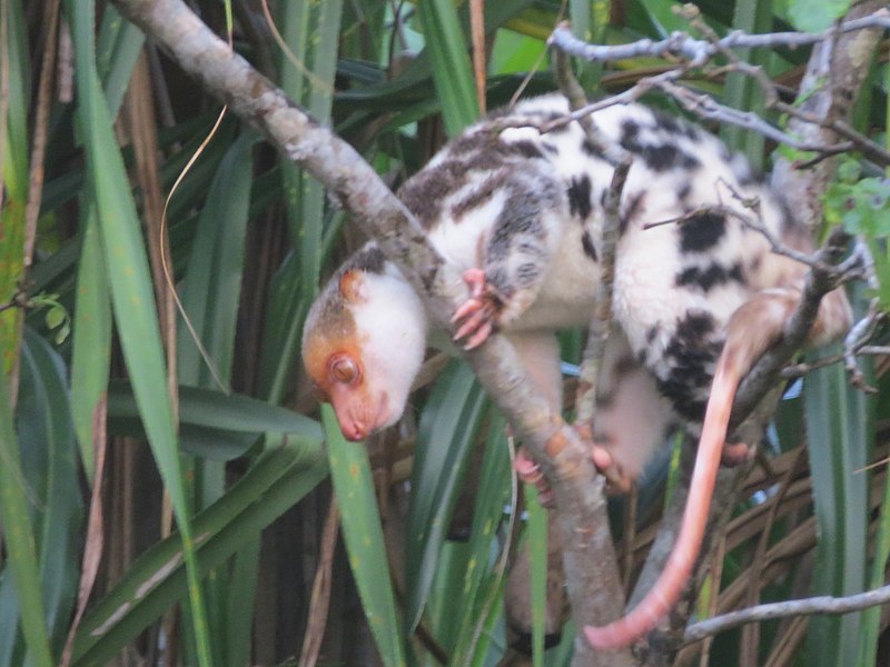 File:Spilocuscus papuensis 37904560.jpg