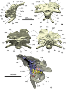 CT scans of the holotype braincase, with endocast of the brain and inner ear below; the neuroanatomy was in some ways intermediate between that of basal sauropodomorphs and the more derived neosauropods. Spinophorosaurus braincase 3D.png