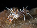 Spiny Tiger Shrimp (Phyllognathia ceratophthalma) (45779724462).jpg
