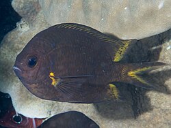 Acanthochromis Polyacanthus: Phạm vi phân bố và môi trường sống, Mô tả, Sinh thái học