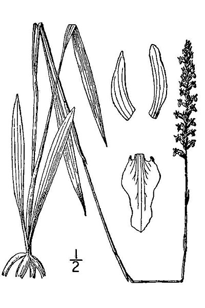 File:Spiranthes vernalis01.jpg