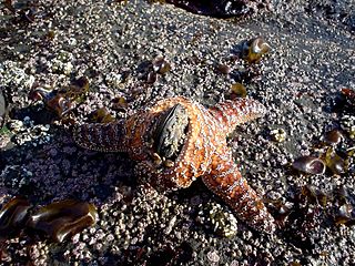Starfish, Pisaster ochraceus consuming a mussel in tide pools