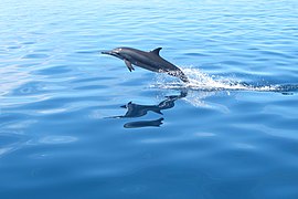 A spinner dolphin (Stenella longirostris)