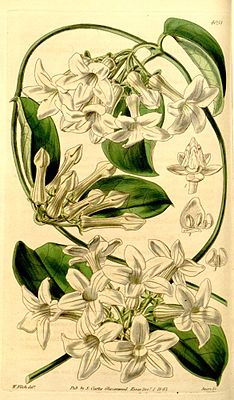 Stephanotis allicia, illustration