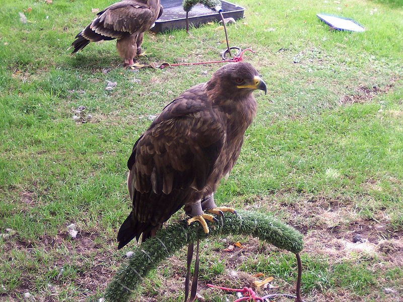 File:Steppe Eagle at Appuldurcombe House.jpg