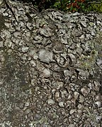 Stippleback Lichen (5037803893).jpg