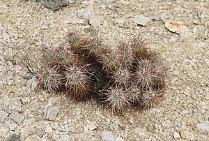 Echinocereus engelmannii, dans le parc national de Joshua Tree (Californie). (définition réelle 3 707 × 2 497)