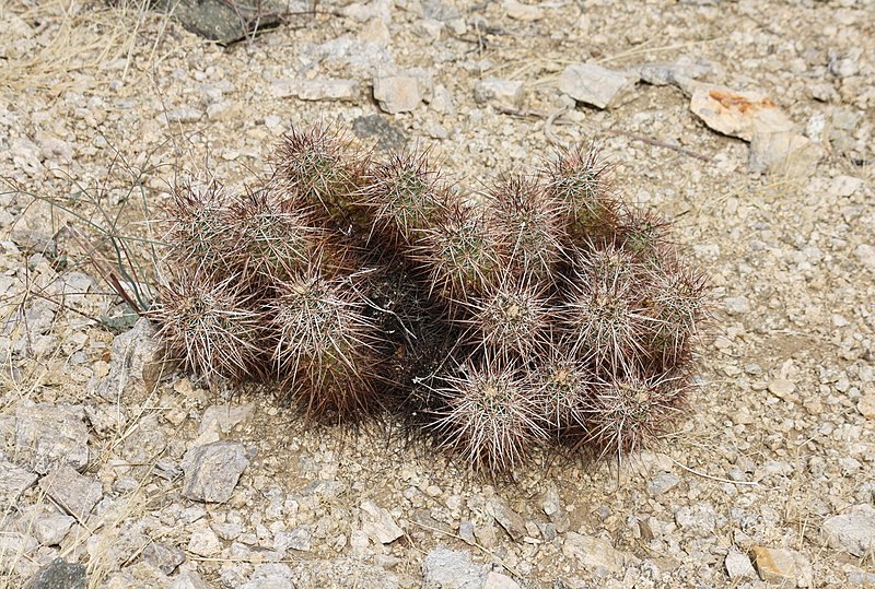 File:Strawberry Hedgehog Cactus.jpg