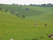 A lynchet is a type of archaeological feature. They are terraces formed on the side of a hill. Strip Lynchets - geograph.org.uk - 816273.jpg