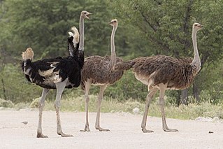 <span class="mw-page-title-main">Common ostrich</span> Species of flightless bird
