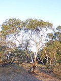 Thumbnail for Eucalyptus pauciflora subsp. pauciflora