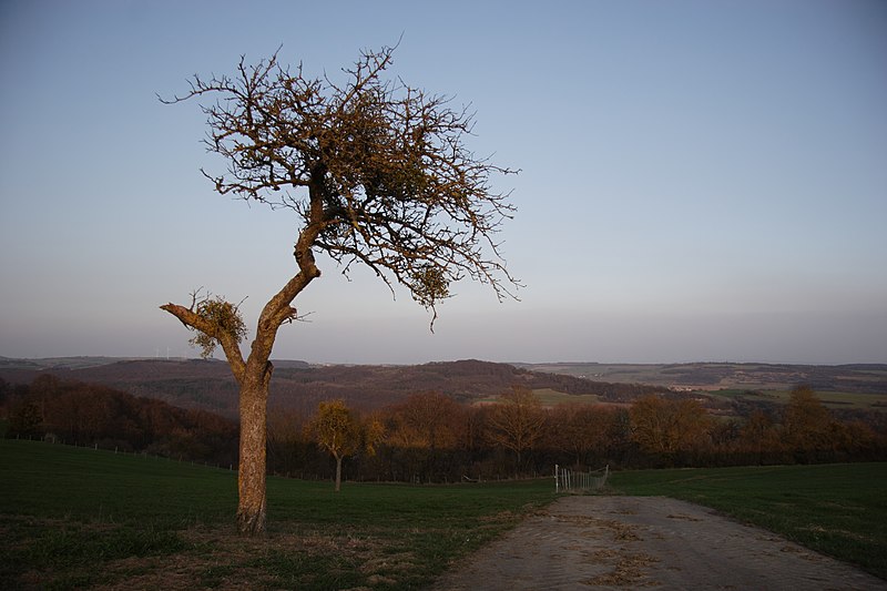 File:Sunset view from Luxembourg into Germany - panoramio.jpg