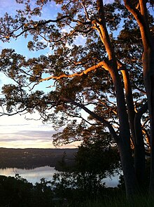 Native Gums, looking North over Jamison Park to Narrabeen lagoon. SydneyCoastalDrySclerophyllGum.jpg